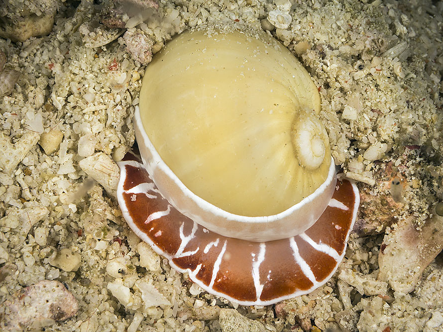 Naticarius orientalis